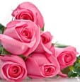 Occasions -Mothers Day Roses