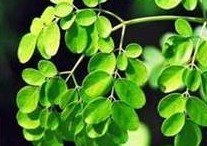 Moringa Extract _Moringa Leaves