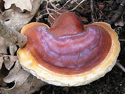 Anti inflammatory Reishi Mushroom