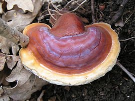 Anti inflammatory Reishi Mushroom