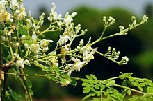 Moringa Oleifera Compounds -Drumstick Tree 