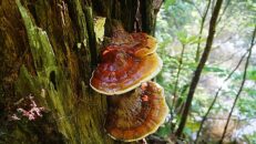 Powerful-Anti-Inflammatory-Reishi-Content.Image
