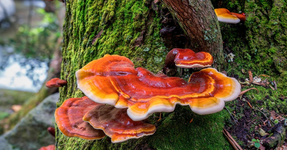 Powerful Anti Inflammatory Reishi Secrets Are Now Revealed!