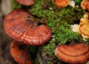 Organic Reishi Mushroom | Shilajit Powerful-Anti-Inflammatory-Reishi-Content.Image_.Top_.LT-Natural-Shilajit-item-reishi-