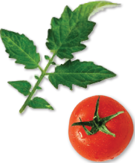 diet delivery bistroMD -tomato basil leaf