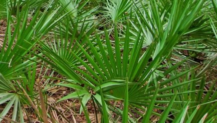 Saw Palmetto For Prostate Health | Research