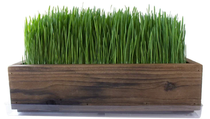 Wheatgrass Growing Kits Made Easy