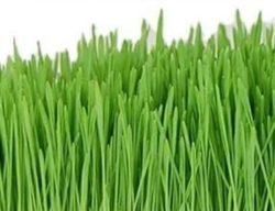 Wheatgrass _Growing Kits Made Easy